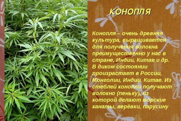 Линк кракена