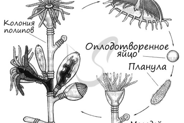 Кракен зон