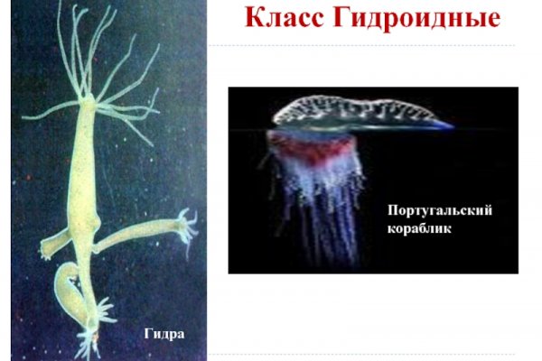 Kraken 13 at com