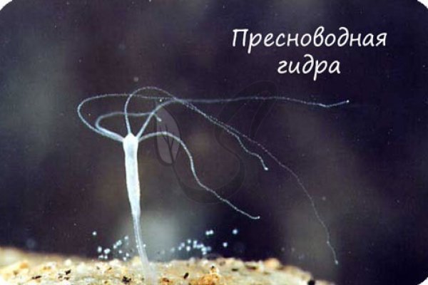 Craken что это