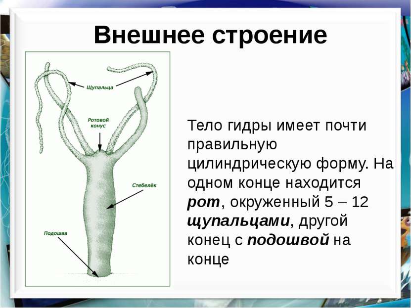Блэкспрут зеркало кракен